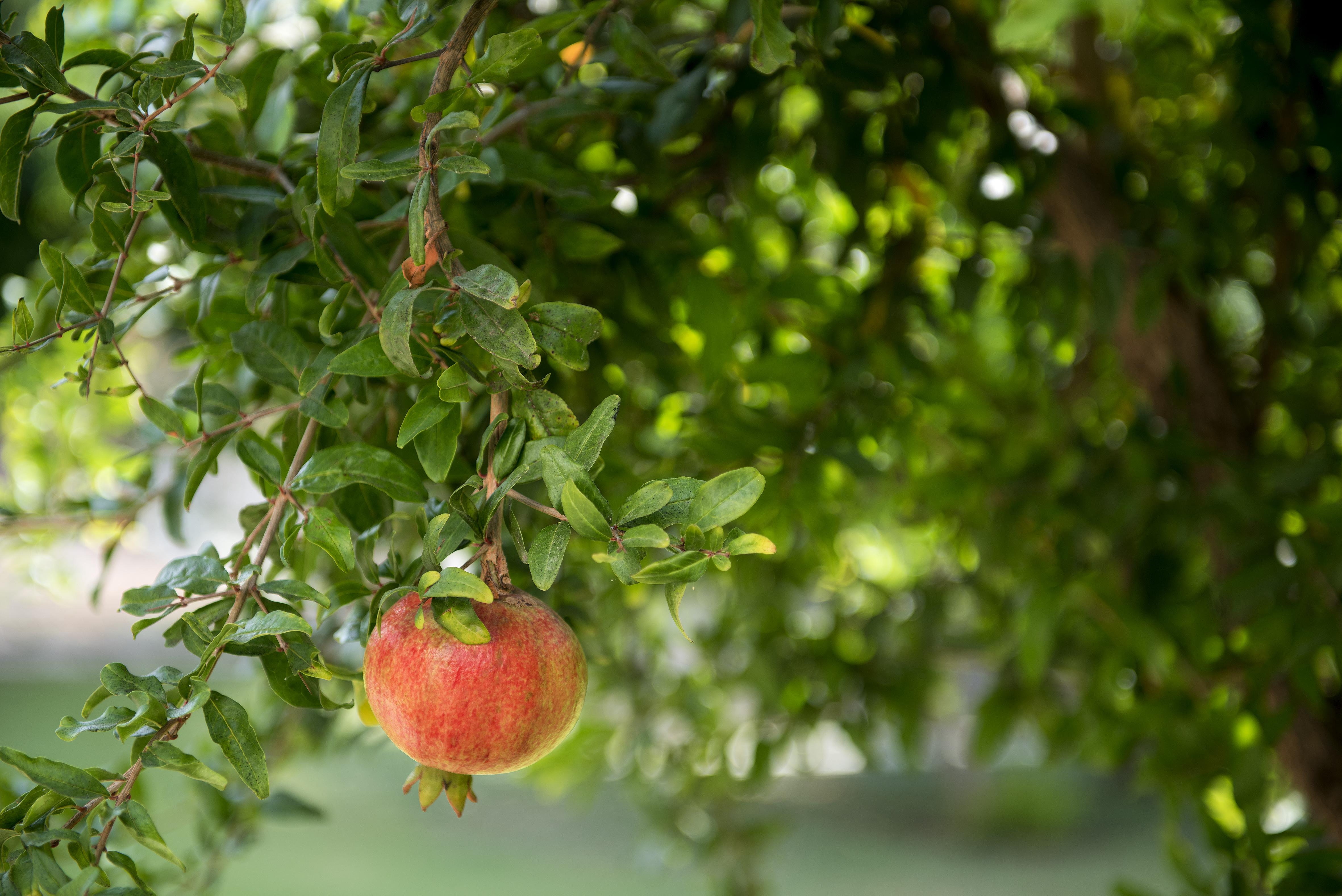 Sentido Kamelya Fulya Hotel & Aqua Colakli Exterior foto Pomegranate tree