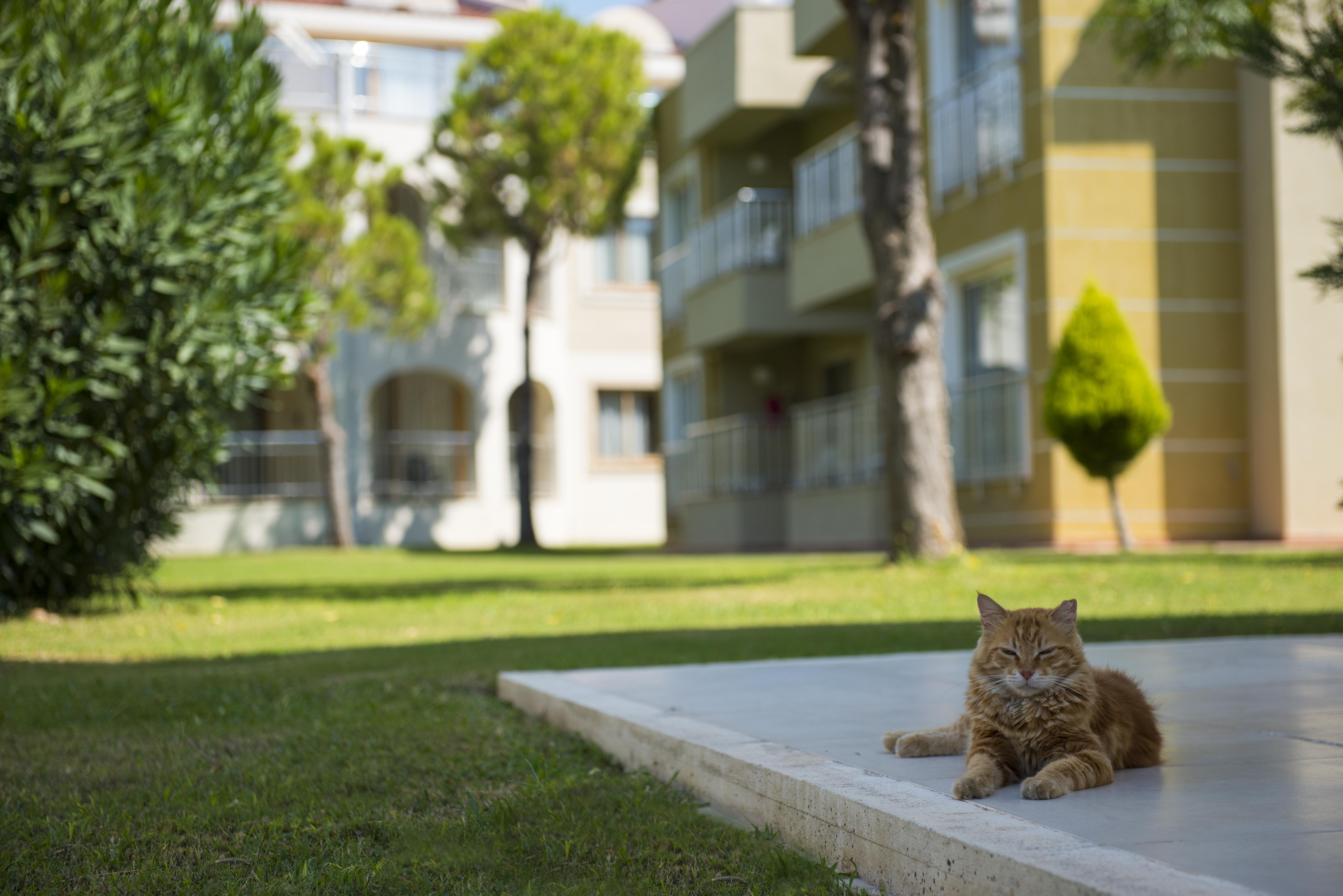 Sentido Kamelya Fulya Hotel & Aqua Colakli Exterior foto A cat in the campus